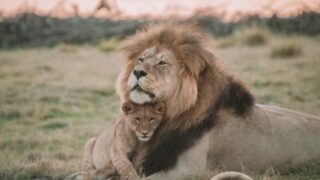 Fの壁とハクナ・マタタ