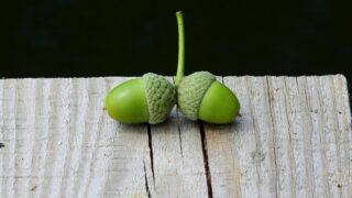 この木なんの木〜ボンバイエ〜