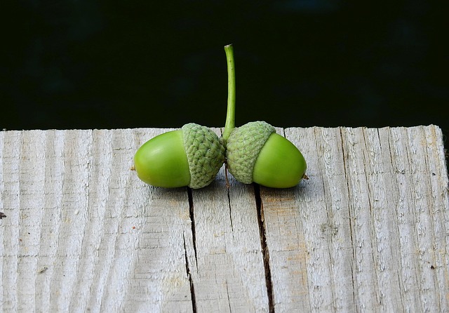 この木なんの木〜ボンバイエ〜